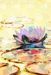 Seerose